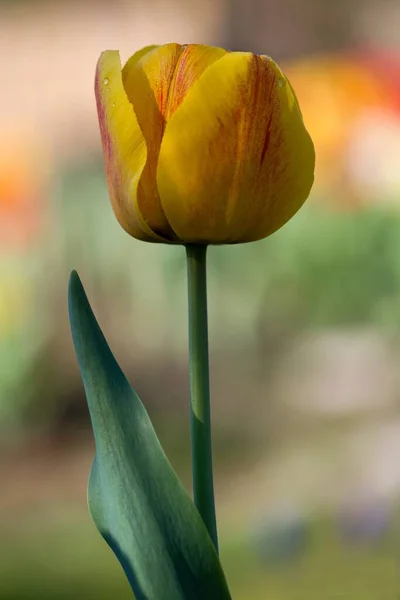 Tulipa Vermelha Amarela — Fotografia de Stock