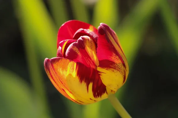 Tulipa Vermelha Amarela — Fotografia de Stock