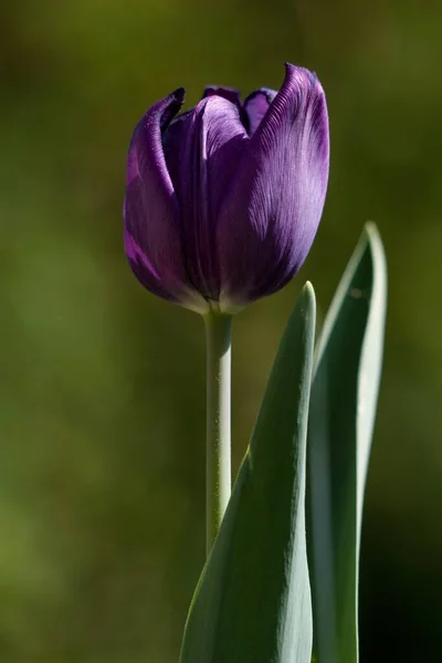 Mörklila Tulpanblomma — Stockfoto