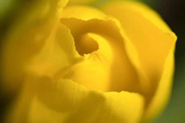 Tulipa Amarela Perto — Fotografia de Stock