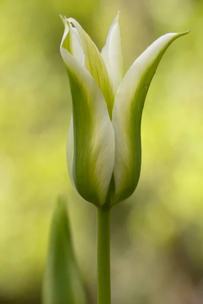 Grön Och Vit Tulpan — Stockfoto