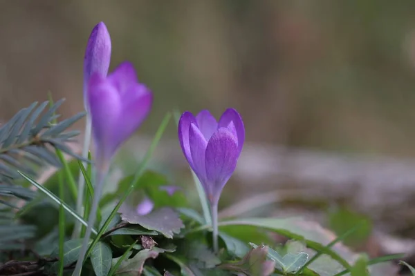 Çiçek Açan Timsahların Ayrıntıları — Stok fotoğraf