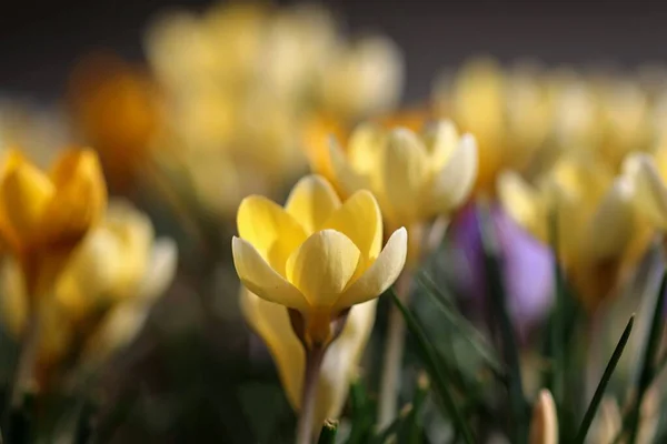 Uppgifter Blommande Krokusar — Stockfoto