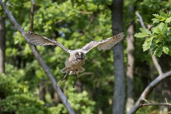 Jeune Hibou Volant Dans Forêt — Photo