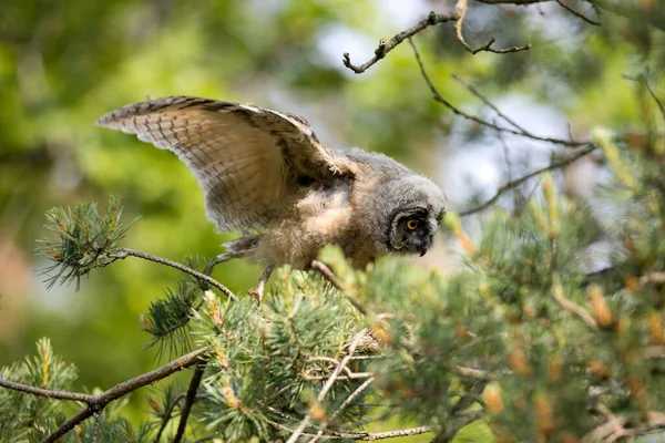 Young Owl Tree — Stock Photo, Image