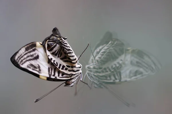 Beau Papillon Sur Verre — Photo