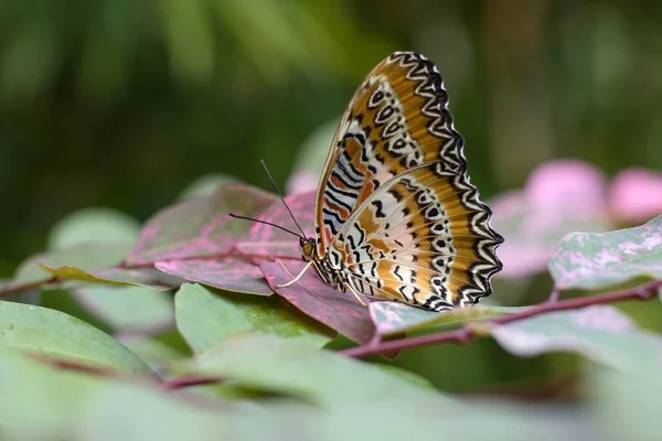 Mariposa Colorida Centhosia Biblis — Foto de Stock