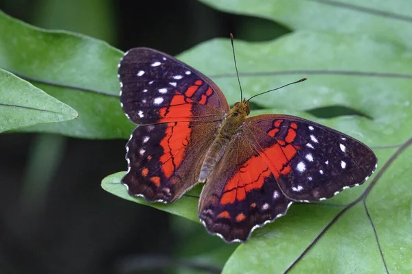Красная Бабочка Anartia Amathea — стоковое фото