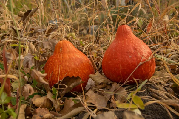Sarı yapraklı iki balkabağı
