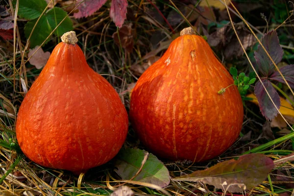     Sarı yapraklı iki balkabağı