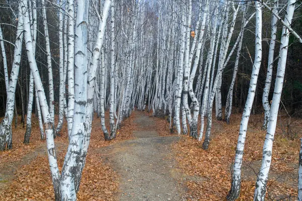 Otoño Bosque — Foto de Stock