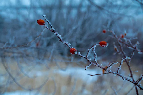 Baies Dans Neige Hiver — Photo