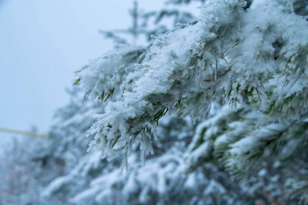Gałąź Sosny Śniegu Zimą — Zdjęcie stockowe