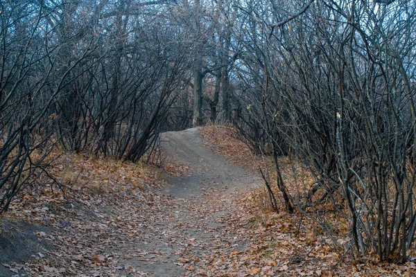 Yılan Kasım Ormanı 'ndaki yol.