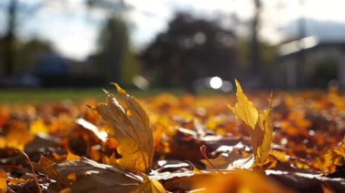 Close up view of empty autumn parkland at sunset. Brown maple leaves lying on lawn at woodland. Gentle wind blowing through colorful foliage on the ground at forest. Low view Slow mo