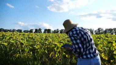 Güneşli bir günde ayçiçeği çayırında dijital tablet kullanan dişi tarım uzmanı. Yetişkin çiftçi gün batımında sarı çiçek tarlasında hasat izliyor. Güzel manzara manzarası. Tarım sektörü kavramı.