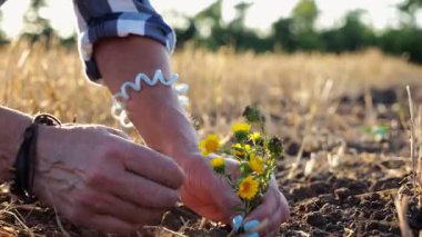 Yaz mevsiminde toprağa güzel sarı çiçekler eken çiftçinin dişi elleri. Gün batımında küçük fidelerle ilgilenen ziraatçi kolları. Tarım sektörü kavramı. Yavaş çekim