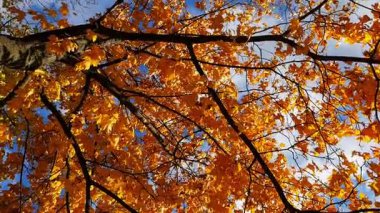 Bright orange maple leaves on tree branches gently swaying in wind at parkland. Lush autumn yellow foliage swinging on the breeze at forest. Beautiful colorful fall season. Slow mo
