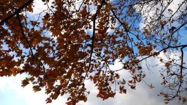 Ağaçların dallarındaki kahverengi akçaağaç yapraklarının alçak görüntüsü Parkland 'da rüzgarda hafifçe sallanıyor. Sonbaharın gür sarı yaprakları ormanda rüzgarda savruluyor. Güzel renkli sonbahar sezonu. Yavaş çekim