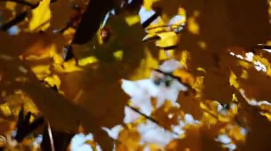 Güneşli sonbahar gününde huş ağacının tepesine kahverengi yapraklarla bakın. Yeşillik dalları Parkland 'da rüzgarda hafifçe sallanıyor. Güzel renkli sonbahar sezonu. Yavaş çekim
