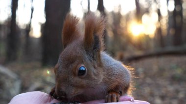 Şirin kemirgen ormanda genç bir kızın elinden yemek yiyor. Vahşi kabarık sincap dişi kolundan ayçiçeği tohumlarını alıp kemiriyor. Arkaplanda gün batımına karşı aç küçük bir Sciurus besleyen kadın..