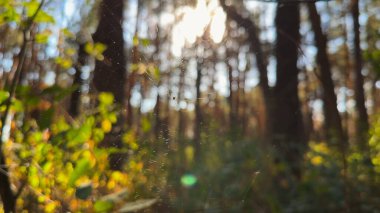 Örümcekağı ormanda rüzgarda sallanıyor ve arka planda güneş ışığı var. Örümcek ormanlık alanda bir örümcek ağı inşa eder. Yaz parkında gün batımında güzel bir doğa sahnesi. Vahşi yaşam kavramı. Yavaş çekim