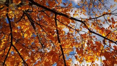 Bright orange maple leaves on tree branches gently swaying in wind at parkland. Lush autumn yellow foliage swinging on the breeze at forest. Beautiful colorful fall season. Slow mo