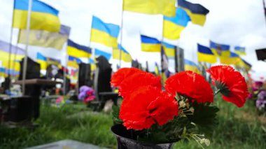 Parlak kırmızı gelincik çiçeği askeri mezarlıkta hafızanın evrensel bir işareti olarak hizmet veriyor. Bulanık arkaplanda Ukrayna bayrakları şehit düşmüş askerlerin mezarlarını işaret ediyor. Fedakarlığa ve hafızaya saygı gösteriyorlar..