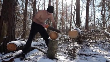 Gömleksiz bir adam güneşli kış ormanında odun kesiyor. Karlı ormanlık alanda birlikte çalışan güçlü bir adam. Sahne, soğuk koşullarda insan çabalarının ve açık hava faaliyetlerinin altını çiziyor. Yavaş çekim