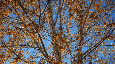 Güneşli sonbahar gününde huş ağacının tepesine kahverengi yapraklarla bakın. Yeşillik dalları Parkland 'da rüzgarda hafifçe sallanıyor. Güzel renkli sonbahar sezonu. Yavaş çekim