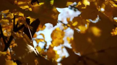 Yellow maple leaves on tree branches gently swaying in wind with sunlight at background. Lush autumn golden foliage swinging on the breeze at forest. Beautiful colorful fall season. Slow mo