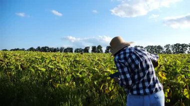 Dişi tarımcı, sarı çayır bitkilerini keşfediyor. Yetişkin çiftçi güneşli bir günde tarlada olgun ayçiçeklerini inceliyor. Güzel manzara manzarası. Tarım ve tarım sektörü kavramı. Yakın çekim.