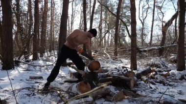Gömleksiz bir adam güneşli kış ormanında odun kesiyor. Karlı ormanlık alanda birlikte çalışan güçlü bir adam. Sahne, soğuk koşullarda insan çabalarının ve açık hava faaliyetlerinin altını çiziyor. Yavaş çekim