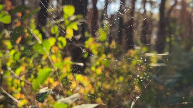 Örümcekağı ormanda rüzgarda sallanıyor ve arka planda güneş ışığı var. Örümcek ormanlık alanda bir örümcek ağı inşa eder. Yaz parkında gün batımında güzel bir doğa sahnesi. Vahşi yaşam kavramı. Yavaş çekim