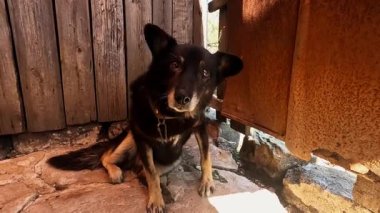 Donbas 'ta bir sokak köpeğini nazikçe okşayan gönüllü bir erkek. Kurtarma ekipleri Ukrayna 'nın önde gelen şehirlerinden hayvanları kurtarıyor. Kibar insanlar evsizleri tahliye edip güvenli bir yere götürüyorlar..