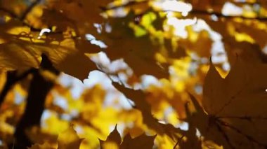 Güneşli sonbahar gününde huş ağacının tepesine kahverengi yapraklarla bakın. Yeşillik dalları Parkland 'da rüzgarda hafifçe sallanıyor. Güzel renkli sonbahar sezonu. Yavaş çekim