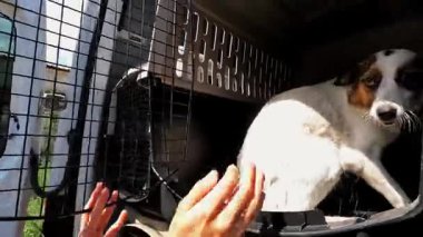 Gönüllü bir erkek, köpeği küçük bir kamyonla taşıyıcıya koyuyor. Kurtarma ekipleri Ukrayna 'daki bir cephe şehrinden hayvanları kurtarıyor. Kibar insanlar evsizleri tahliye edip güvenli bir yere götürüyorlar..