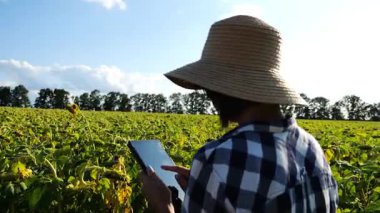 Güneşli bir günde ayçiçeği çayırında dijital tablet kullanan dişi tarım uzmanı. Yetişkin çiftçi gün batımında sarı çiçek tarlasında hasat izliyor. Güzel manzara manzarası. Tarım sektörü kavramı.
