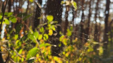 Örümcekağı ormanda rüzgarda sallanıyor ve arka planda güneş ışığı var. Örümcek ormanlık alanda bir örümcek ağı inşa eder. Yaz parkında gün batımında güzel bir doğa sahnesi. Vahşi yaşam kavramı. Yavaş çekim