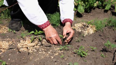 Vyshyvanka 'da çiftçinin yetişkin erkek elleri yaz mevsiminde toprağa yeşil filizler dikiyor. Bahçedeki küçük fidelerle ilgilenen eski tarımcı kolları. Gelenek ve doğa kavramı arasındaki bağlantı.