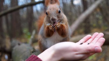 Vahşi tüylü sincap dişi kolundan fındık alıp açık havada kemiriyor. Şirin kemirgen ormanda genç bir kızın elinden yemek yiyor. Sonbahar parkında aç küçük Sciurus 'u cevizlerle besleyen bir kadın..