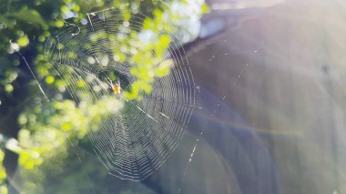 Örümcekağı bahçede rüzgarda sallanıyor ve arka planda güneş ışığı var. Örümcek açık havada bir örümcek ağı inşa eder. Yaz gününde güzel bir doğa sahnesi. Vahşi yaşam kavramı. Yavaş çekim