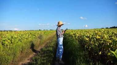 Güneşli bir günde ayçiçeği çayırında dijital tablet kullanan dişi tarım uzmanı. Yetişkin çiftçi gün batımında sarı çiçek tarlasında hasat izliyor. Güzel manzara manzarası. Tarım sektörü kavramı.