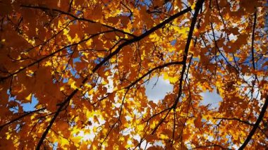 Ağaç dallarındaki parlak turuncu akçaağaç yaprakları rüzgarda hafifçe sallanıyor ve arka planda güneş ışığı var. Sonbaharın gür sarı yaprakları ormanda rüzgarda savruluyor. Güzel renkli sonbahar sezonu. Yavaş çekim