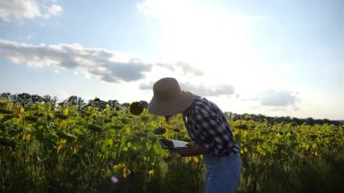Güneşli bir günde ayçiçeği çayırında dijital tablet kullanan dişi tarım uzmanı. Yetişkin çiftçi gün batımında sarı çiçek tarlasında hasat izliyor. Güzel manzara manzarası. Tarım sektörü kavramı.