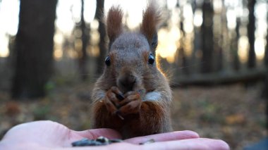 Şirin kemirgen ormanda genç bir kızın elinden yemek yiyor. Vahşi kabarık sincap dişi kolundan ayçiçeği tohumlarını alıp kemiriyor. Arkaplanda gün batımına karşı aç küçük bir Sciurus besleyen kadın..