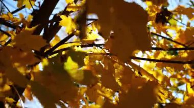 Güneşli sonbahar gününde huş ağacının tepesine kahverengi yapraklarla bakın. Yeşillik dalları Parkland 'da rüzgarda hafifçe sallanıyor. Güzel renkli sonbahar sezonu. Yavaş çekim