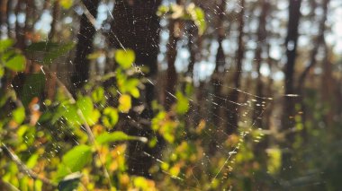 Örümcekağı ormanda rüzgarda sallanıyor ve arka planda güneş ışığı var. Örümcek ormanlık alanda bir örümcek ağı inşa eder. Yaz parkında gün batımında güzel bir doğa sahnesi. Vahşi yaşam kavramı. Yavaş çekim