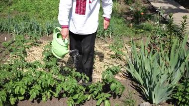 Ukrayna vyshyvanka 'sındaki yaşlı bir adam bahçesine nazikçe bakar, yeşil bitkilerin üzerine metal bir teneke kutudan su döker. Bu sahne özeni ve dünyayla bağlantıyı yansıtır. Gelenek ve doğa arasındaki uyum.