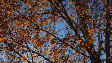 Güneşli sonbahar gününde huş ağacının tepesine kahverengi yapraklarla bakın. Yeşillik dalları Parkland 'da rüzgarda hafifçe sallanıyor. Güzel renkli sonbahar sezonu. Yavaş çekim